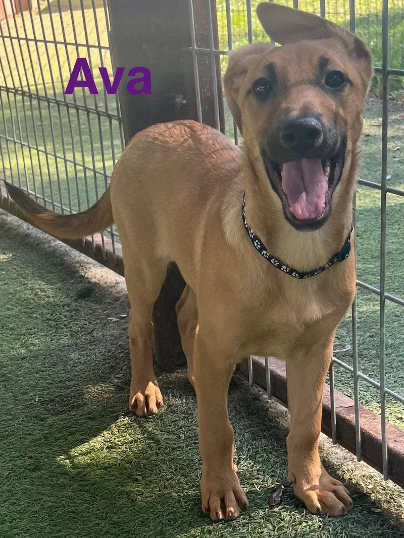 An adult large-sized female German Shepherd Dog dog named Ava for adoption in Pipe Creek, TX