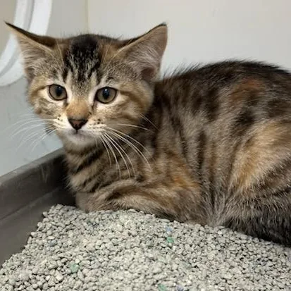 A baby small-sized female Domestic Short Hair cat named Wave for adoption in Manassas, VA