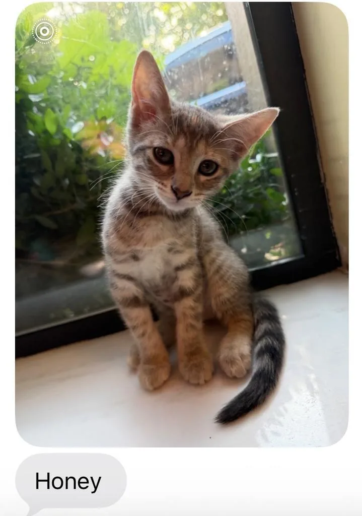 A baby small-sized female Domestic Short Hair cat named Honey aka Dreamsicle for adoption in Mustang, OK