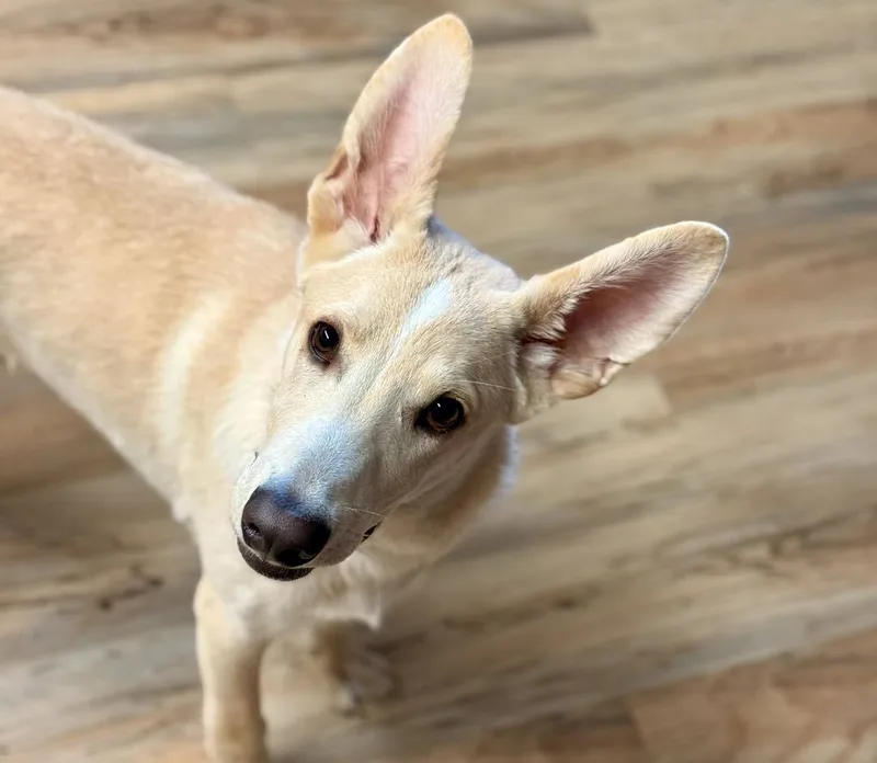 A young medium-sized male Carolina Dog dog named Joey for adoption in Shreveport, LA