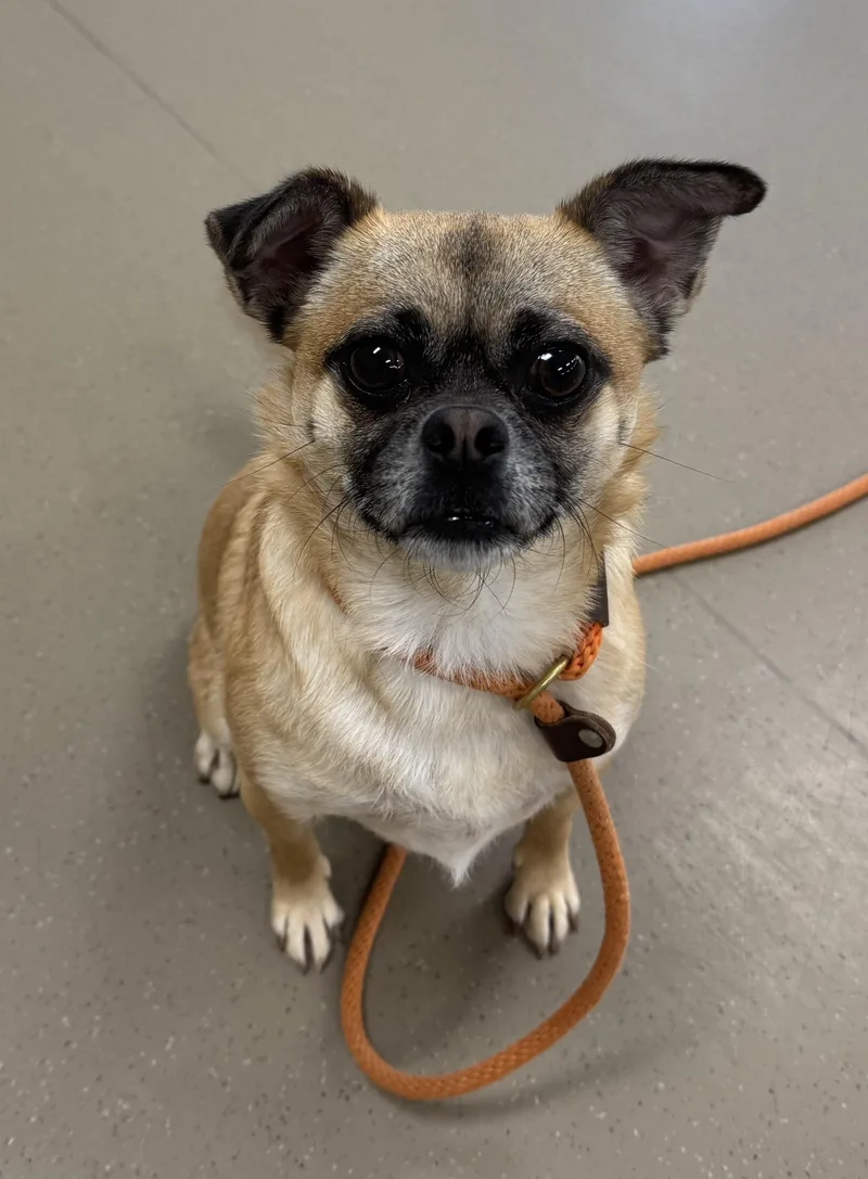 A young small-sized female Golden Pug dog named Isabella for adoption in Elk Grove, CA