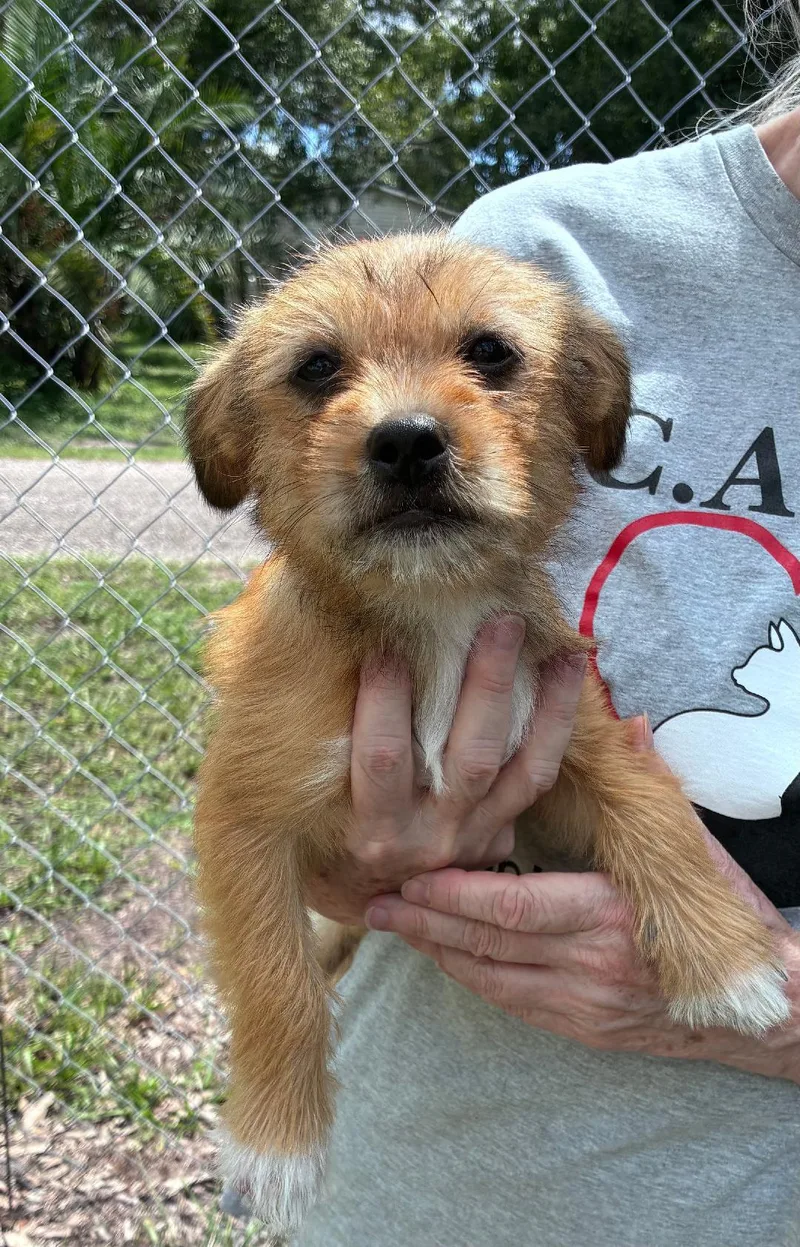 Coco