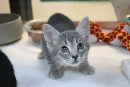 A baby small-sized male Domestic Short Hair cat named Xavier for adoption in Brunswick, GA