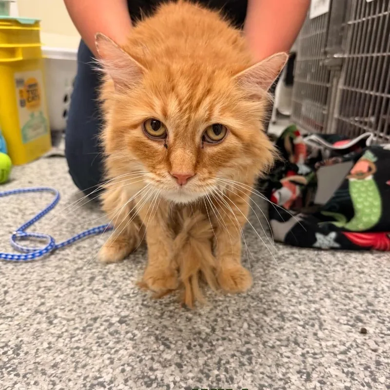 An adult medium-sized male Orange / Red Domestic Long Hair cat named Wilde Meet Me At for adoption in Buffalo, MN