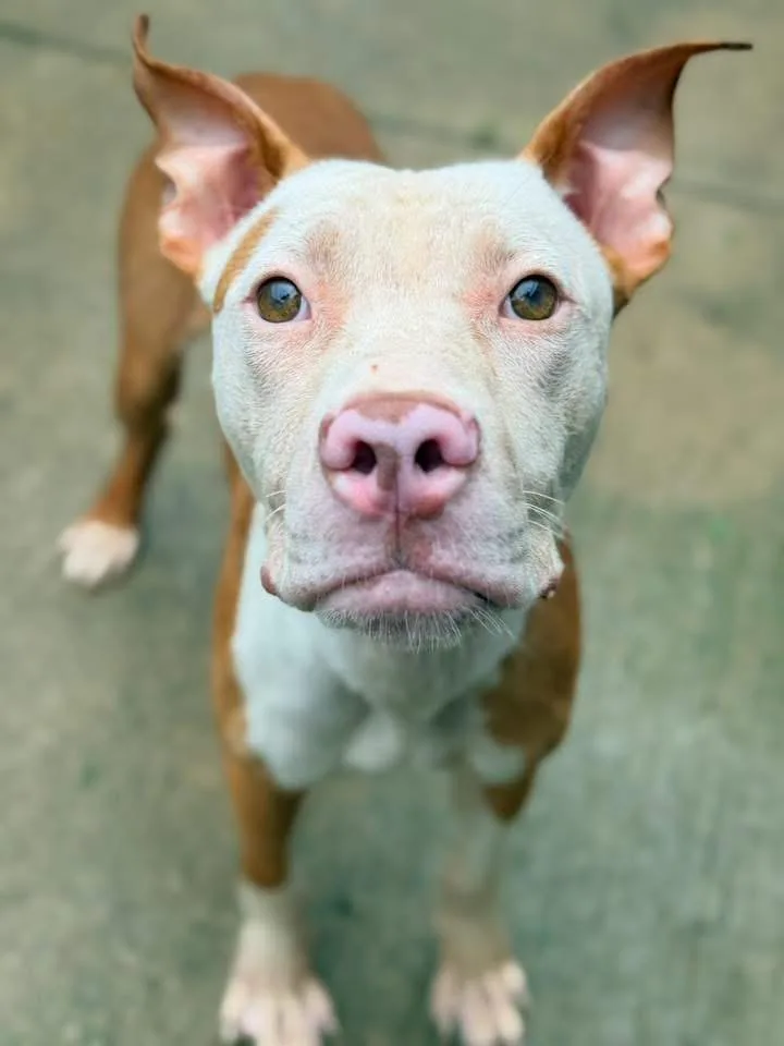 An adult medium-sized male Brown / Chocolate Pit Bull Terrier dog named Seadragon for adoption in Chicago, IL