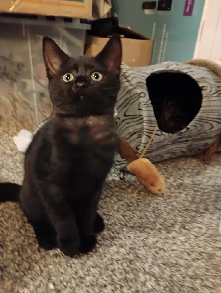 A baby small-sized female Black Domestic Short Hair cat named Bluth Family: Lindsay for adoption in Warren, CT