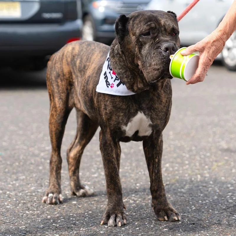 A senior large-sized female Cane Corso dog named Sheeba for adoption in Newark, NJ