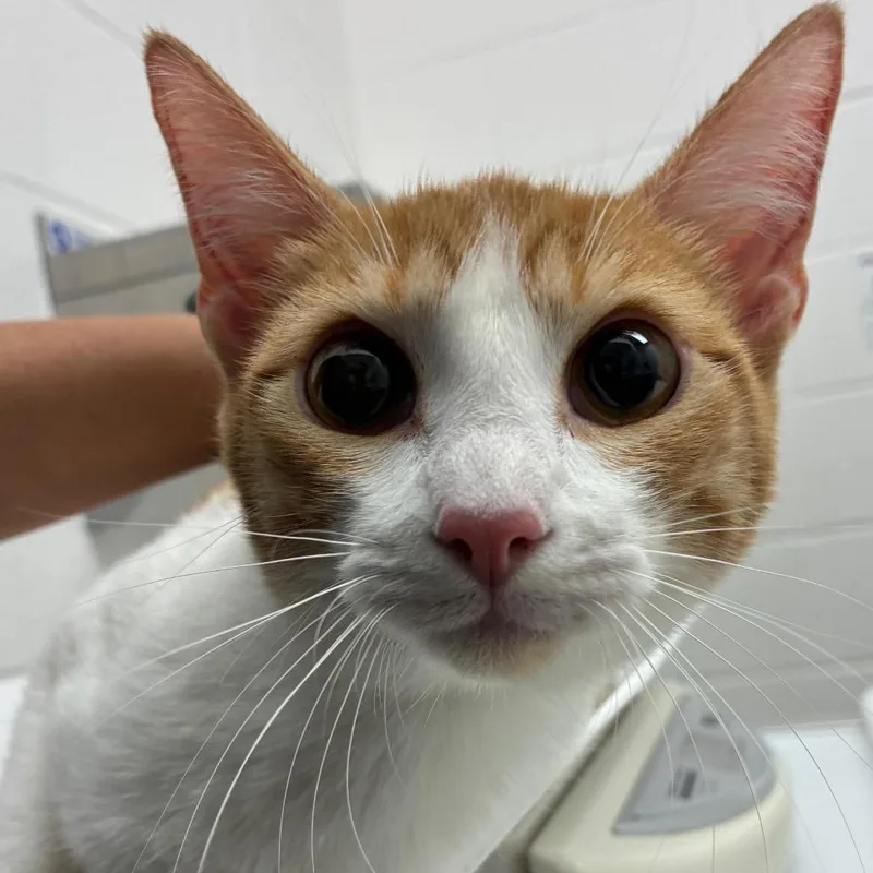 A young medium-sized female Domestic Short Hair cat named Twinkie for adoption in Corpus Christi, TX