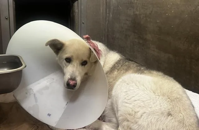 An adult large-sized male Siberian Husky dog named Lobo for adoption in Van Nuys, CA