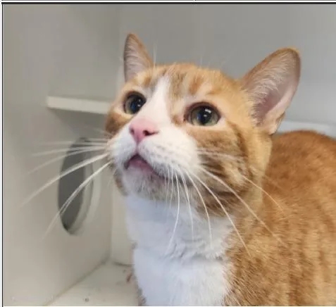 A young medium-sized male Orange & White Domestic Short Hair cat named Meela for adoption in Greenfield, IN