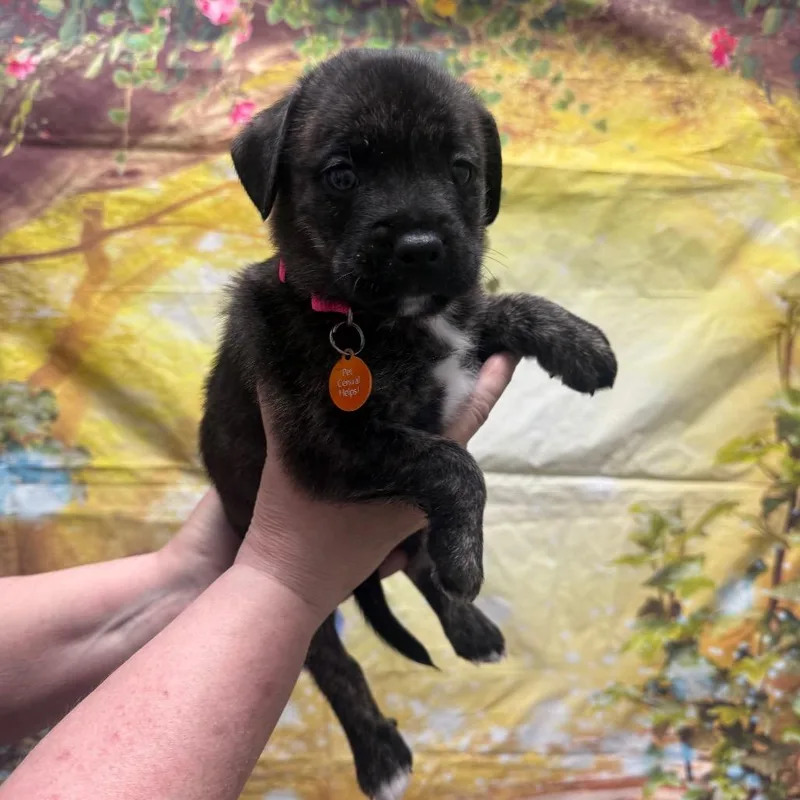 A baby medium-sized male Brindle Labrador Retriever dog named Jughead for adoption in Normal, IL