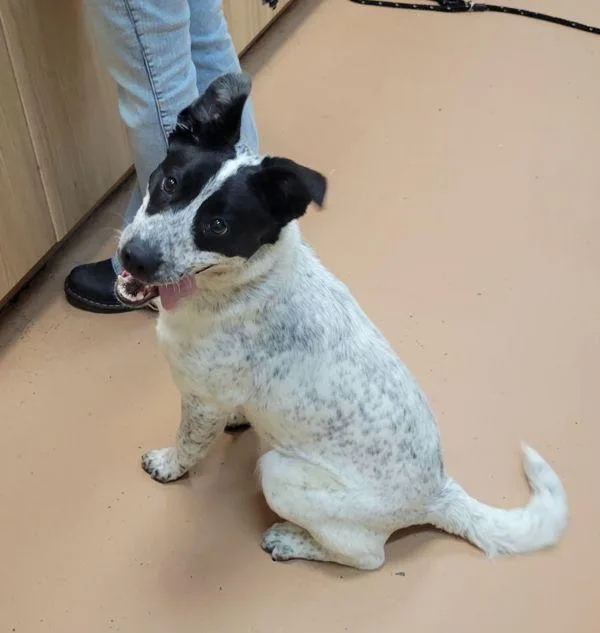 Silly Susan thumbnail 2