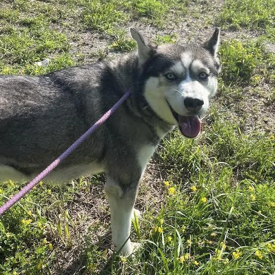 An adult medium-sized female White / Cream Husky dog named Amora for adoption in Wappingers Falls, NY