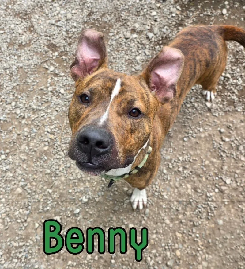 A young medium-sized male Pit Bull Terrier dog named Benny for adoption in Port Clinton, OH