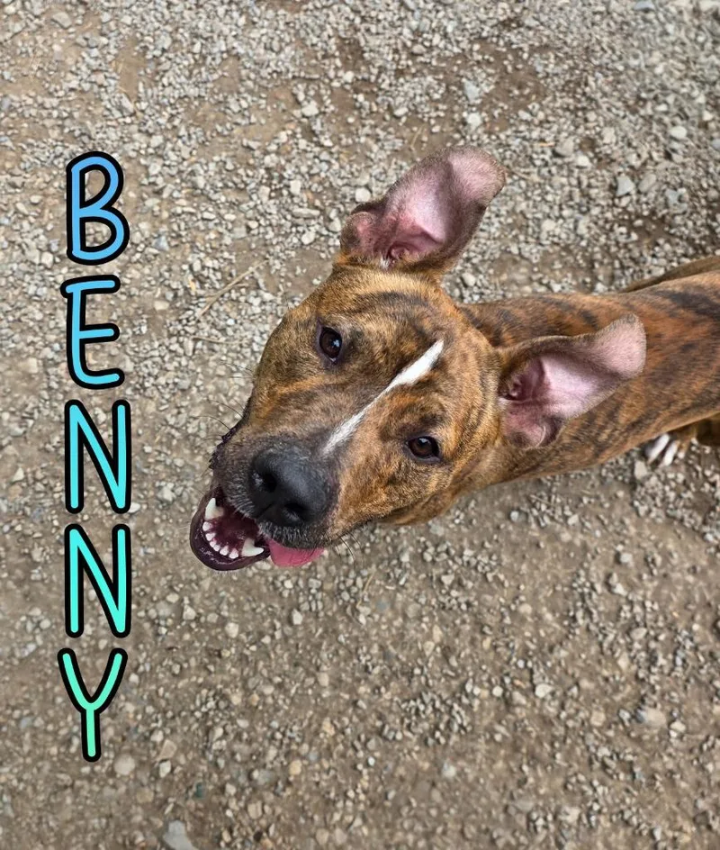 Benny thumbnail 2