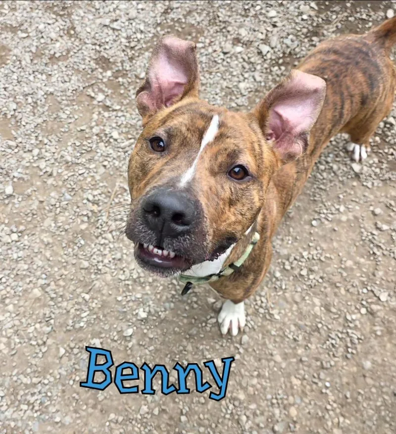 Benny thumbnail 3