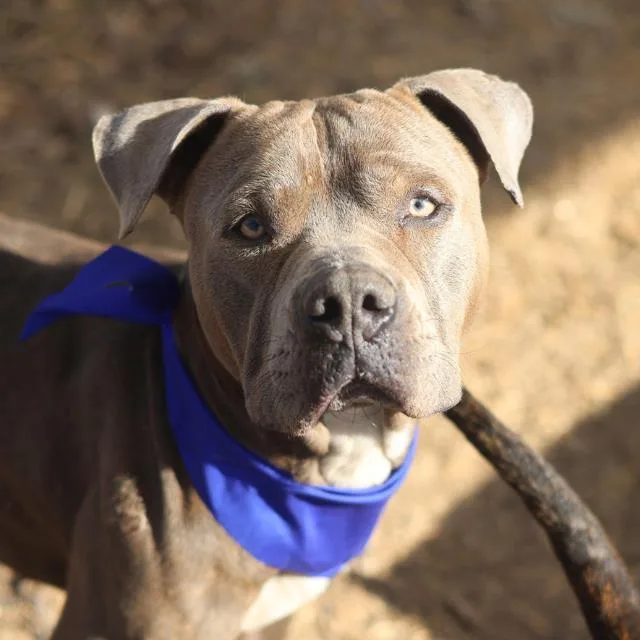 A young medium-sized male American Staffordshire Terrier dog named Maurice for adoption in San Antonio, TX