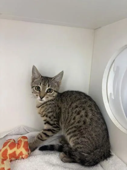 A baby small-sized female Domestic Short Hair cat named Blossum for adoption in Manteo, NC