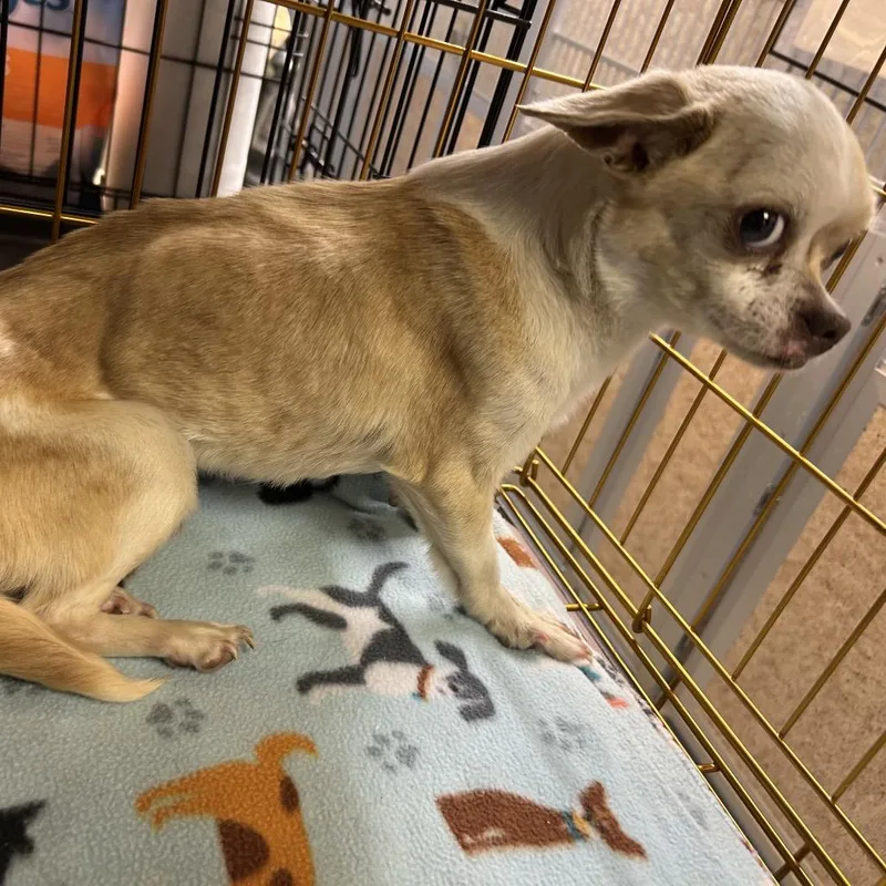 An adult small-sized female White / Cream Chihuahua dog named Cookie aka Zsa Zsa for adoption in Pennsville, NJ