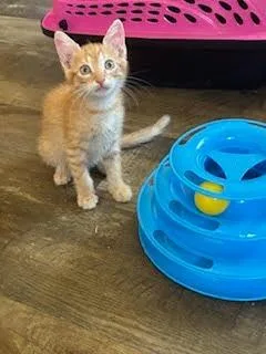 Linus