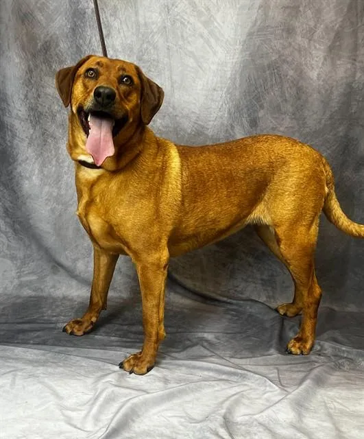 An adult medium-sized female Rhodesian Ridgeback dog named Hemi for adoption in Ogden, UT