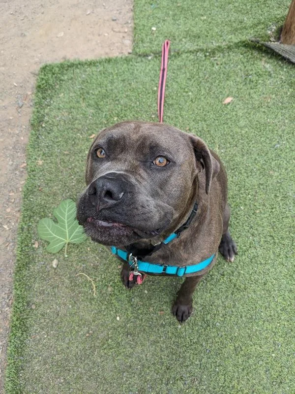An adult large-sized female Cane Corso dog named Remi for adoption in San Diego, CA