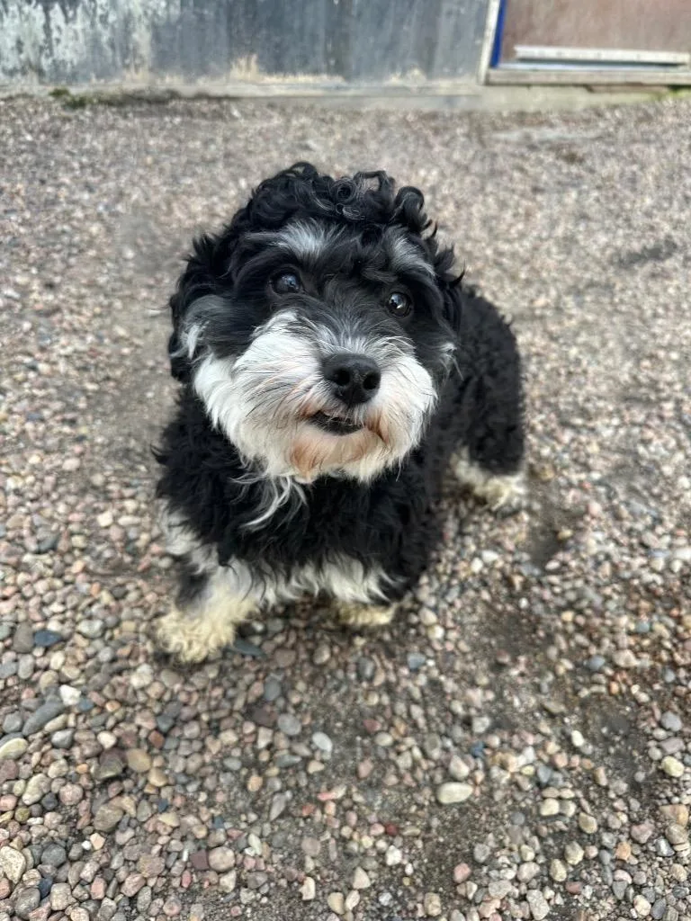 An adult small-sized male Miniature Schnauzer dog named Toothpaste for adoption in Columbus, NE