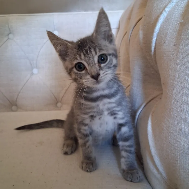 A young medium-sized male Domestic Short Hair cat named Igor for adoption in Pittsburgh, PA