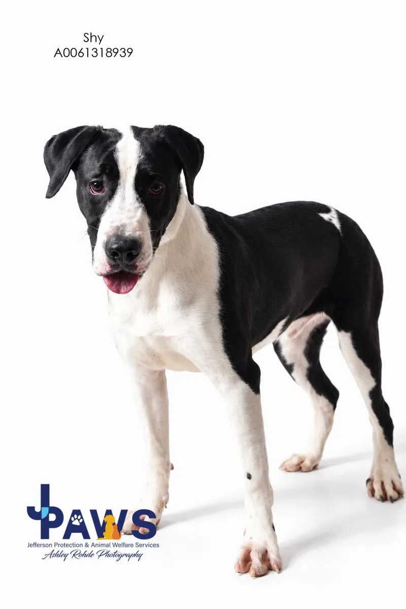 A young medium-sized male Mixed Breed dog named Shy for adoption in Harvey , LA