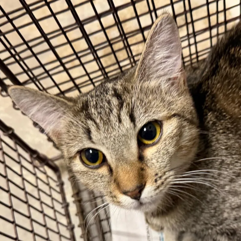 A young medium-sized female Gray / Blue / Silver Domestic Short Hair cat named Alina for adoption in Yuma, AZ