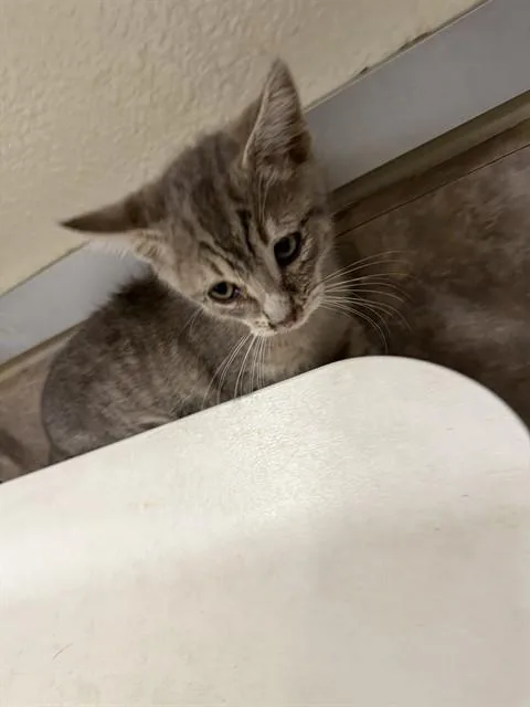 A baby small-sized female Domestic Short Hair cat named Frankie for adoption in Santa Maria, CA