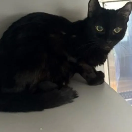 A young medium-sized female Black Domestic Short Hair cat named Celery for adoption in New York, NY