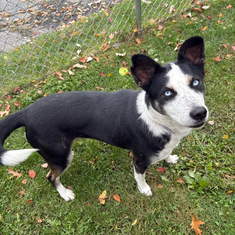 An adult small-sized female Mixed Breed dog named Clover for adoption in East Hanover, NJ