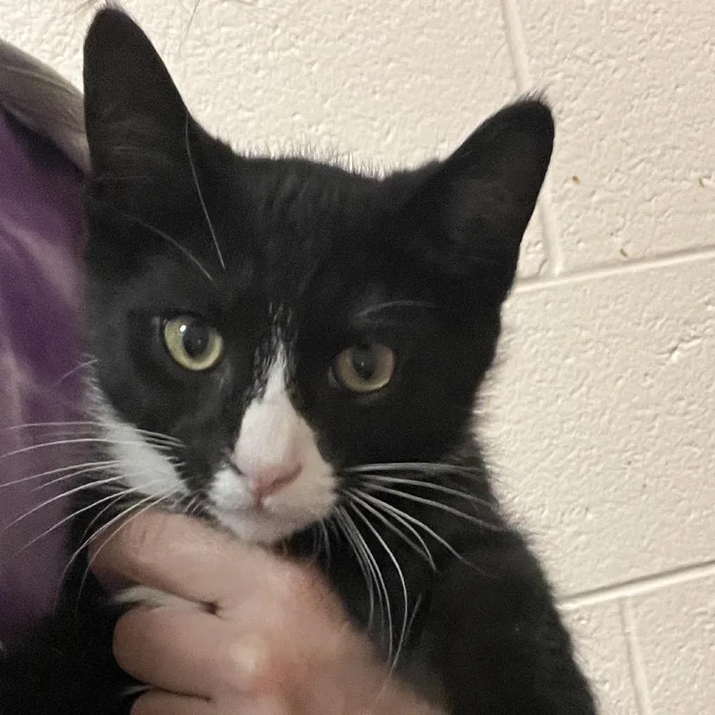 A baby small-sized male Black Domestic Short Hair cat named Joey for adoption in Owosso, MI