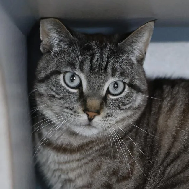 An adult small-sized male Domestic Short Hair cat named Oliver for adoption in San Antonio, TX