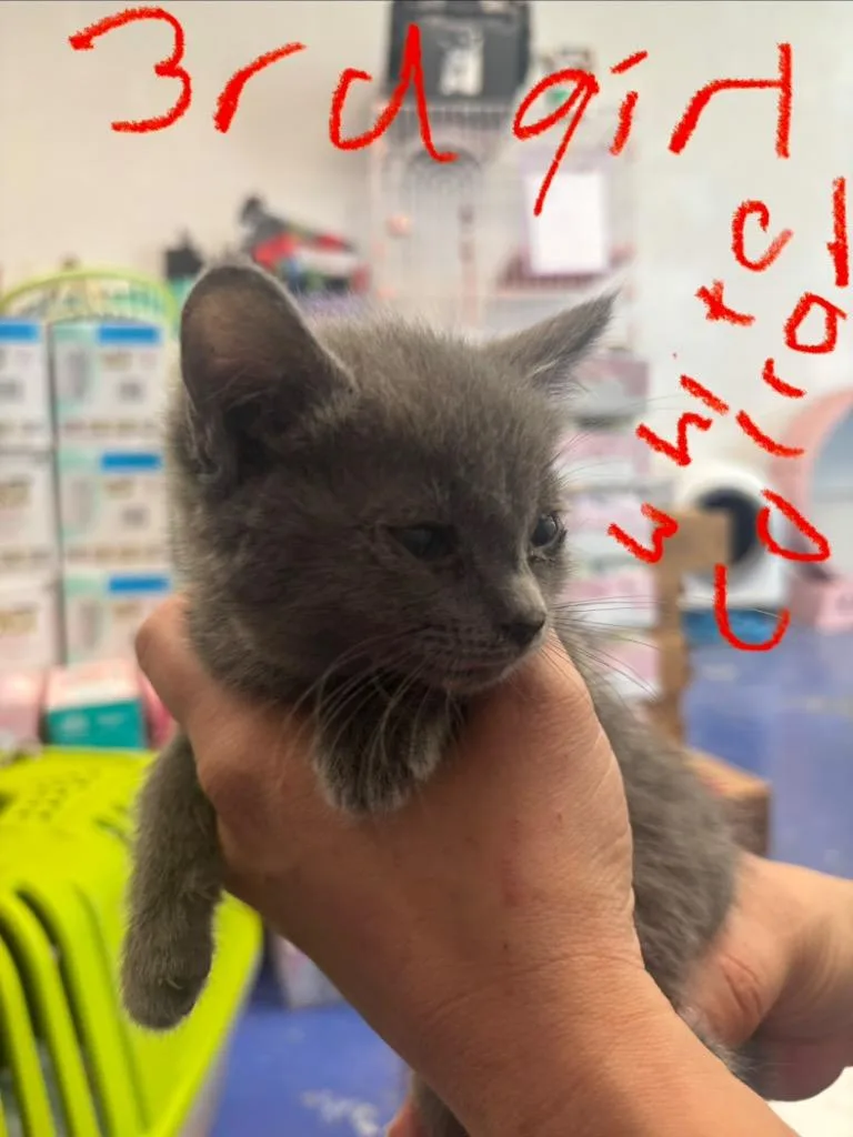 A baby medium-sized female Domestic Short Hair cat named Violet for adoption in Johnson City, TN