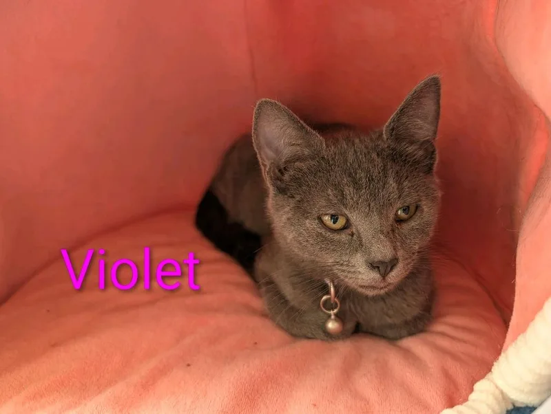 Violet thumbnail 2