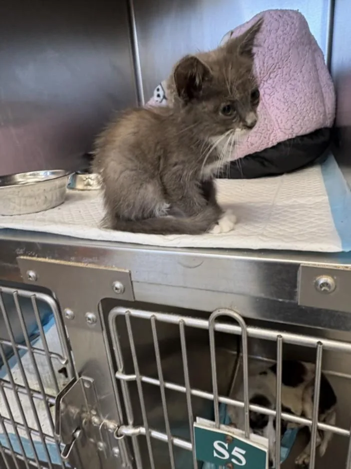 An adult small-sized female Domestic Short Hair cat named A for adoption in Olivehurst, CA