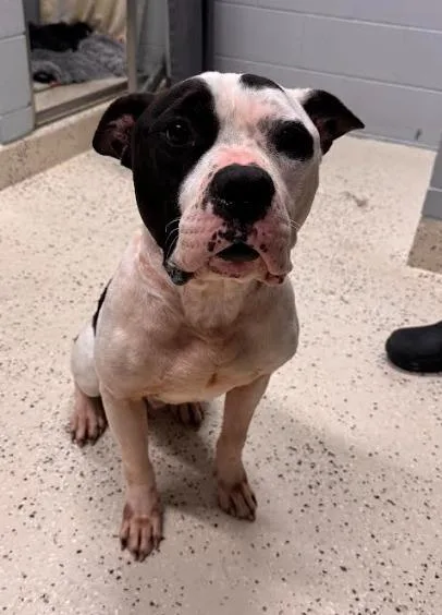 An adult large-sized male American Staffordshire Terrier dog named Petey for adoption in Muskegon, MI