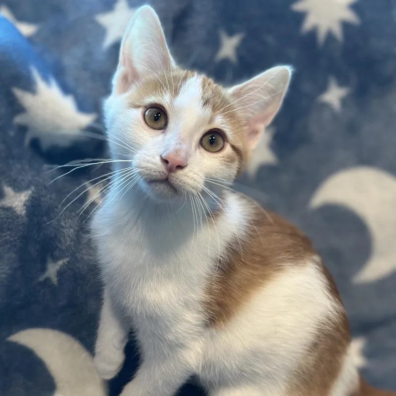 A baby small-sized male Orange / Red Domestic Short Hair cat named Squirt for adoption in Matteson, IL