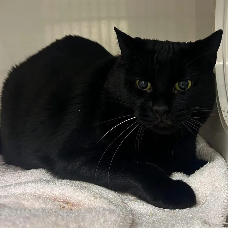 A senior large-sized male Black Domestic Short Hair cat named Rocket for adoption in Redwood City, CA