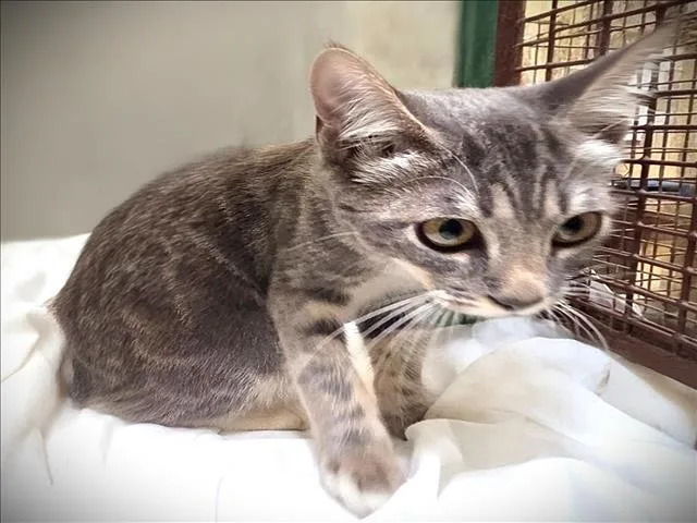 A baby medium-sized female Domestic Short Hair cat named Mintchip for adoption in Los Angeles, CA