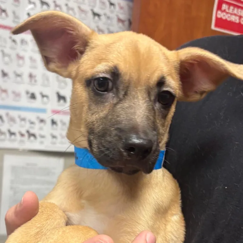 A baby small-sized male White / Cream Chihuahua dog named Chico for adoption in Yuma, AZ