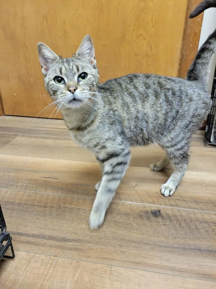 An adult medium-sized female Brown / Chocolate Domestic Short Hair cat named Pickles for adoption in Lorain, OH