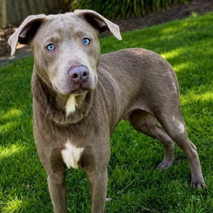 A young medium-sized male Brown / Chocolate Pit Bull Terrier dog named Tanner for adoption in Buffalo, MN