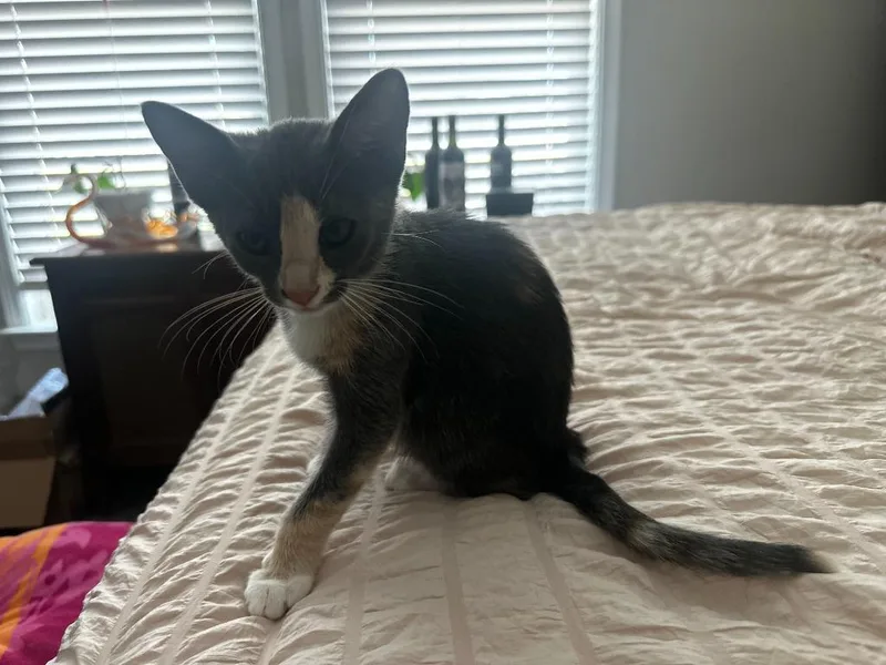 A baby small-sized female Domestic Short Hair cat named Graylee for adoption in Darien, GA