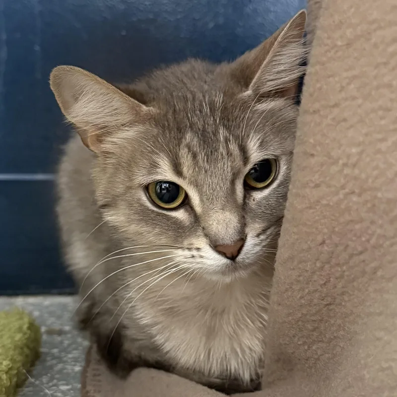 A young medium-sized female Tabby (Gray / Blue / Silver) Domestic Short Hair cat named Jane Austen for adoption in North Haven, CT