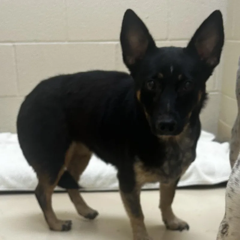 A young medium-sized female Black Mixed Breed dog named Eyebrow for adoption in Winston-Salem, NC