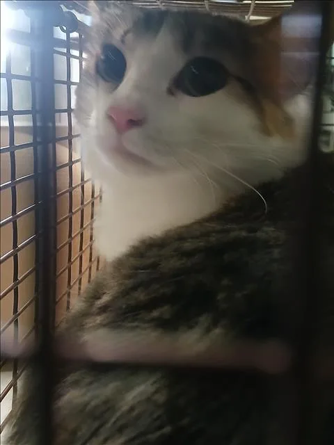 A young large-sized female Domestic Short Hair cat named Jewel for adoption in Los Angeles, CA