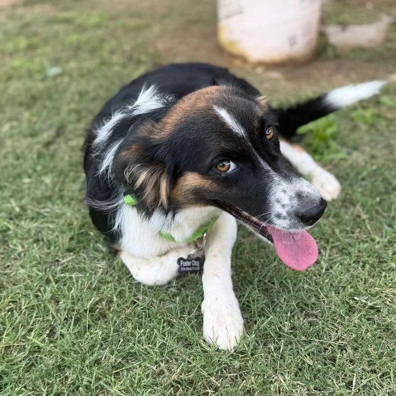 A young medium-sized female Australian Shepherd dog named Lily for adoption in Pearsall, TX